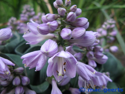 Hosta 'Blue Mouse Ears'